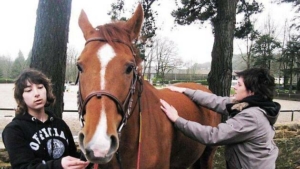 Mélanie prodigue des soins de shiatsu aux chevaux