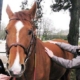 Mélanie prodigue des soins de shiatsu aux chevaux