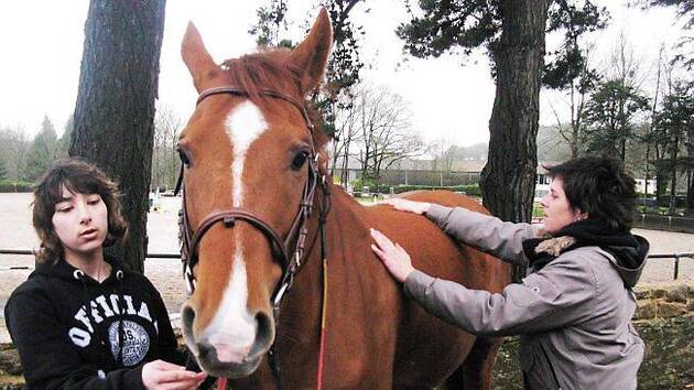 Mélanie prodigue des soins de shiatsu aux chevaux Mélanie prodigue des soins de shiatsu aux chevaux
