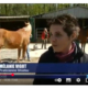 melanie-vigot-shiatsu-equin