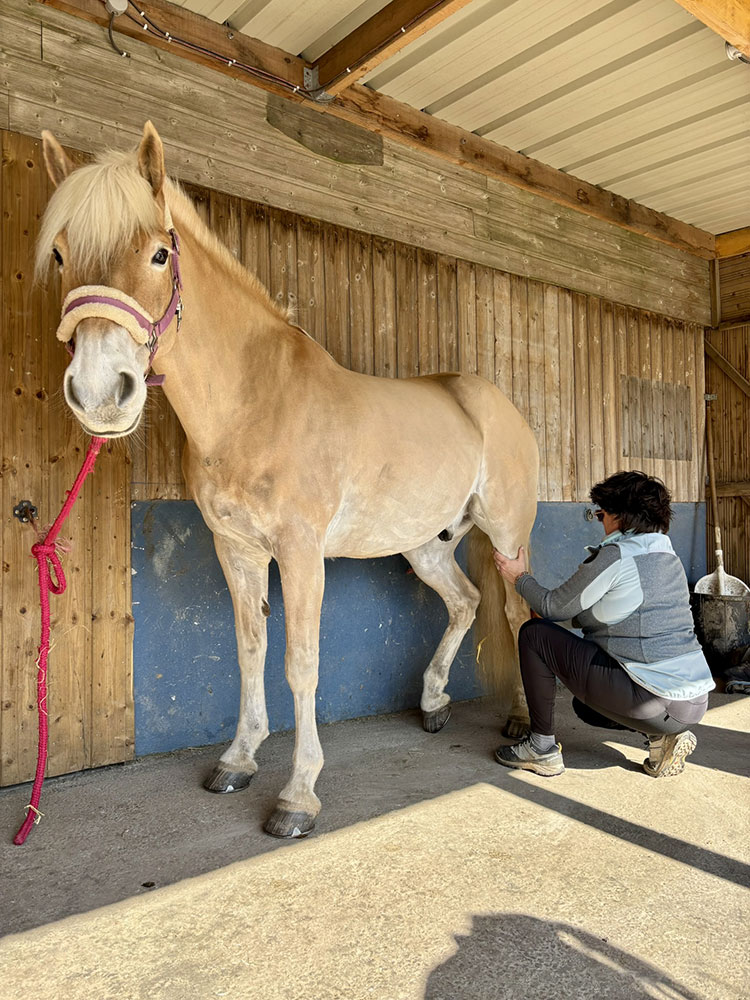 shiatsu equin melanie vigot