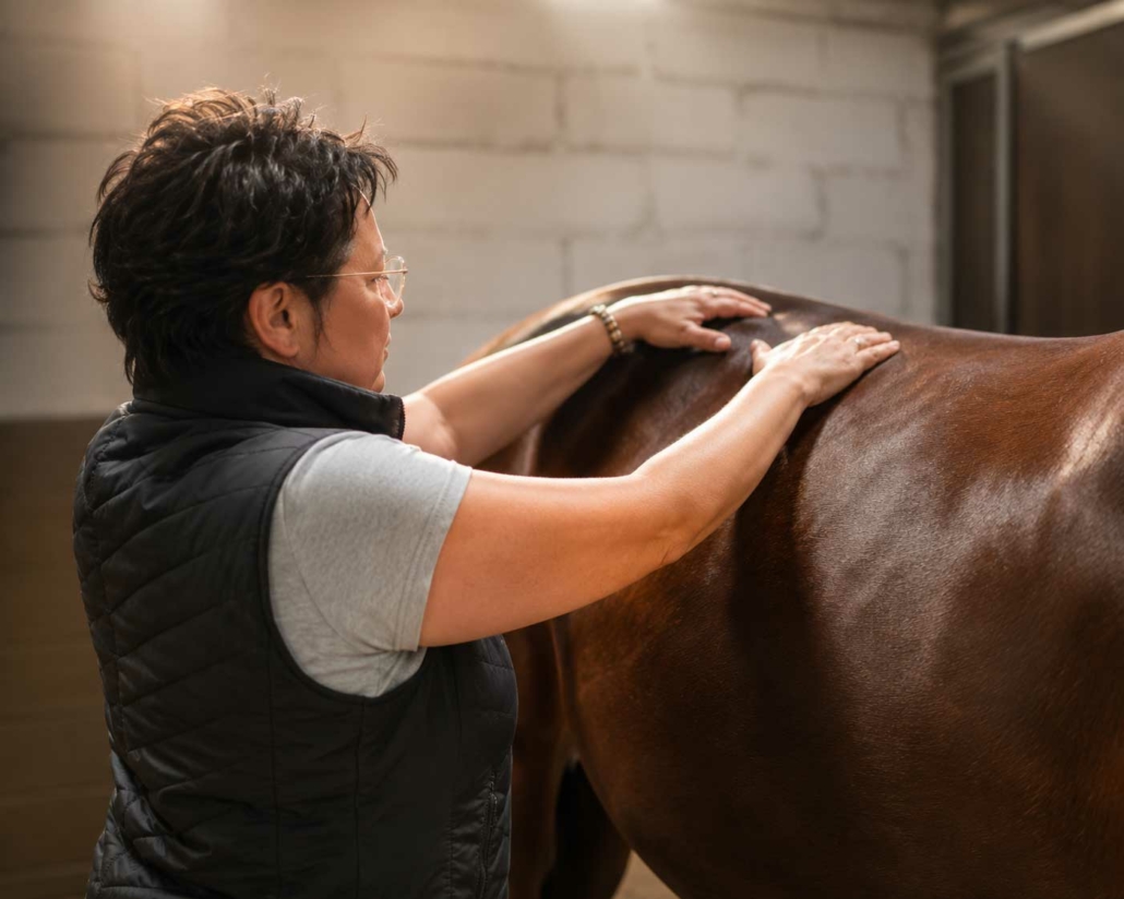 Shiatsu chevaux à Guidel - Mélanie Vigot Shiatsu chevaux à Guidel - Mélanie Vigot